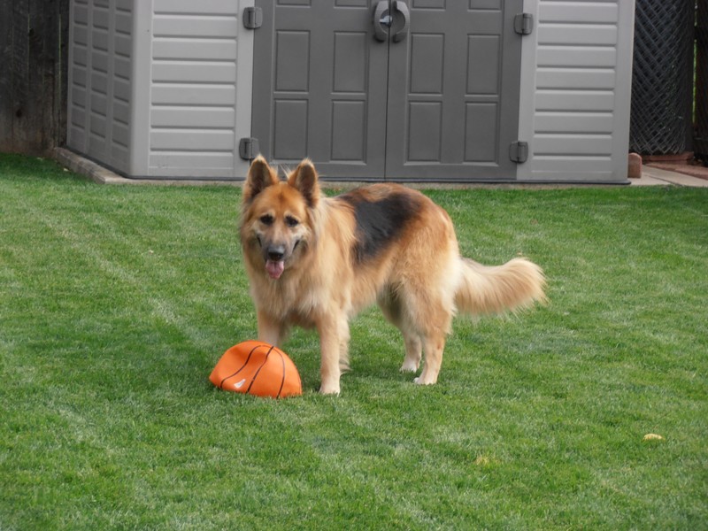 life size german shepherd teddy